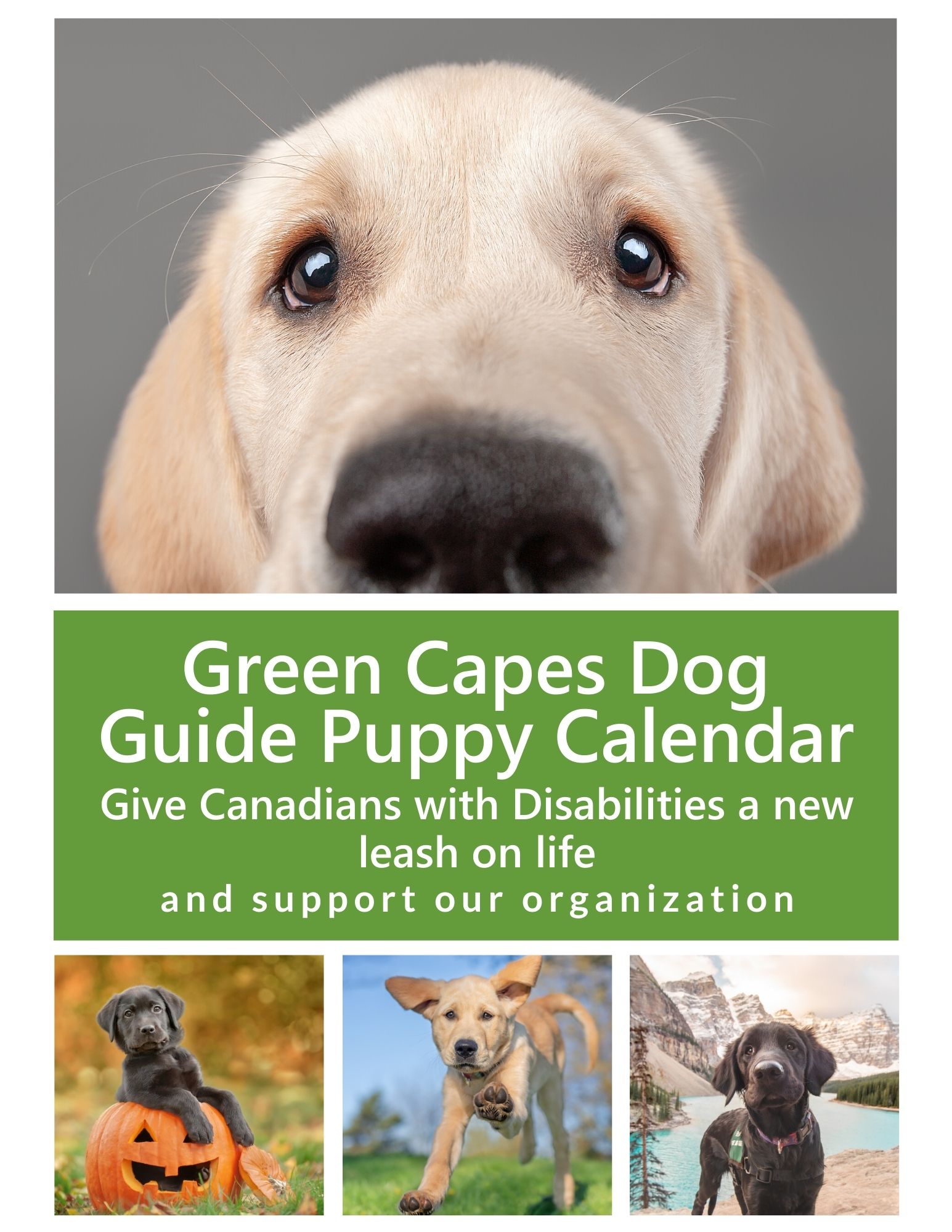 Yellow Lab Puppy beside text that says Dog Guide Puppy Calendar